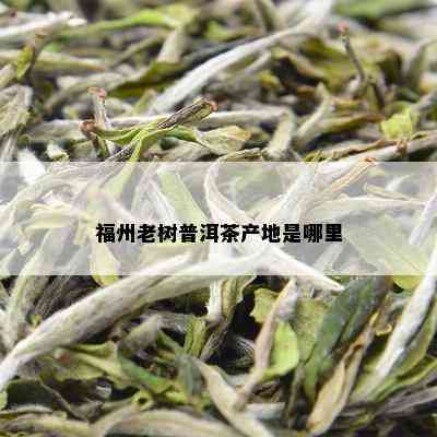 福州老树普洱茶产地是哪里