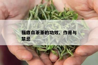 福鼎白茶茶的功效、作用与禁忌