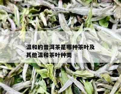 温和的普洱茶是哪种茶叶及其他温和茶叶种类