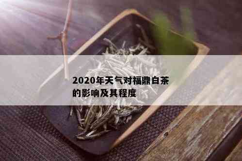 2020年天气对福鼎白茶的影响及其程度