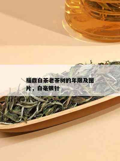 福鼎白茶老茶树的年限及图片，白毫银针