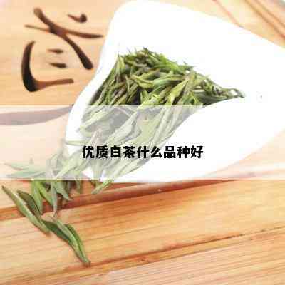 优质白茶什么品种好