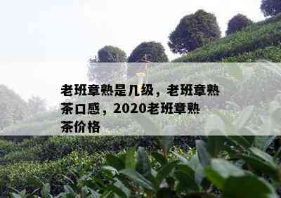 老班章熟是几级，老班章熟茶口感，2020老班章熟茶价格