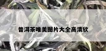 普洱茶唯美图片大全高清欣