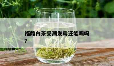 福鼎白茶受潮发霉还能喝吗？