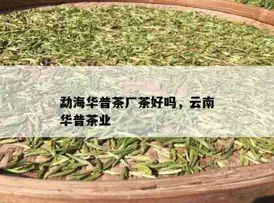 勐海华普茶厂茶好吗，云南华普茶业