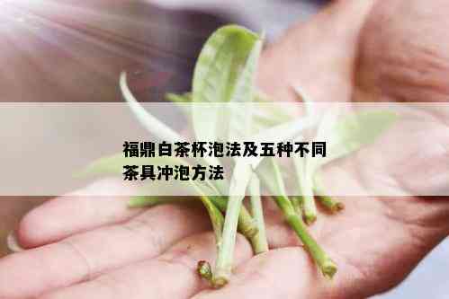 福鼎白茶杯泡法及五种不同茶具冲泡方法