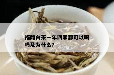 福鼎白茶一年四季都可以喝吗及为什么？