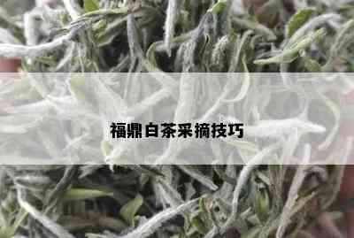 福鼎白茶采摘技巧