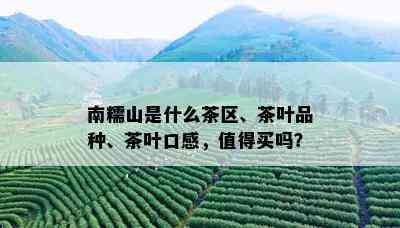 南糯山是什么茶区、茶叶品种、茶叶口感，值得买吗？