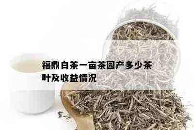 福鼎白茶一亩茶园产多少茶叶及收益情况