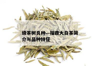 级茶树良种—福鼎大白茶简介与品种特征