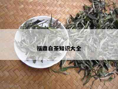 福鼎白茶知识大全