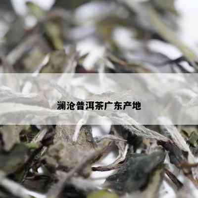 澜沧普洱茶广东产地