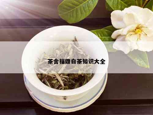 茶舍福鼎白茶知识大全