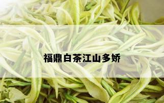 福鼎白茶江山多娇