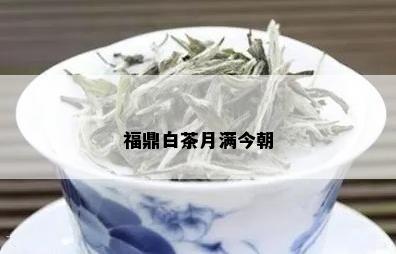 福鼎白茶月满今朝