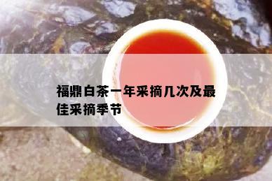 福鼎白茶一年采摘几次及更佳采摘季节