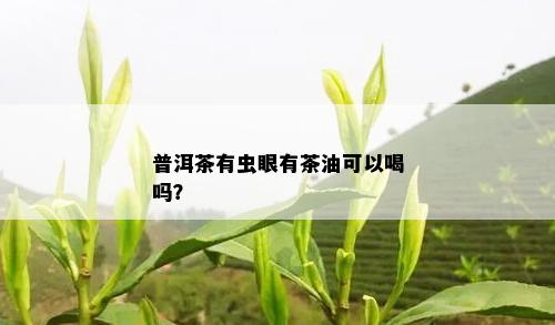 普洱茶有虫眼有茶油可以喝吗？