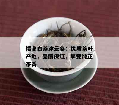 福鼎白茶沐云谷：优质茶叶产地，品质保证，享受纯正茶香