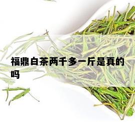 福鼎白茶两千多一斤是真的吗