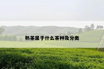 熟茶属于什么茶种及分类