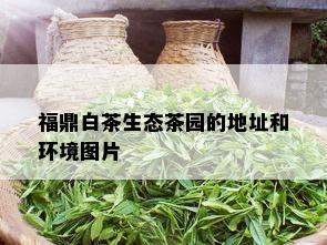 福鼎白茶生态茶园的地址和环境图片