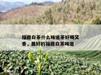 福鼎白茶什么味道茶好喝又香，更好的福鼎白茶味道