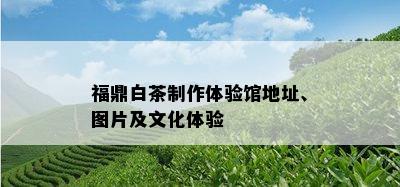 福鼎白茶制作体验馆地址、图片及文化体验