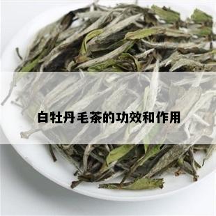 白牡丹毛茶的功效和作用