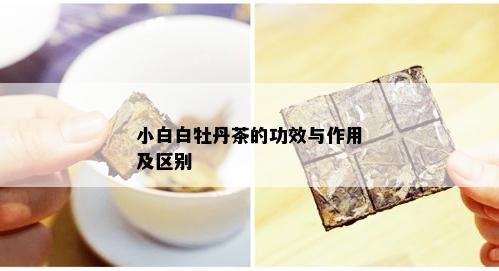 小白白牡丹茶的功效与作用及区别