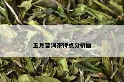 五月普洱茶特点分析图