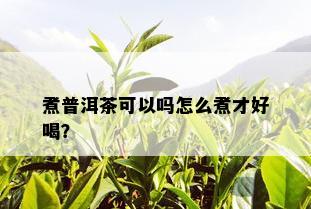 煮普洱茶可以吗怎么煮才好喝？