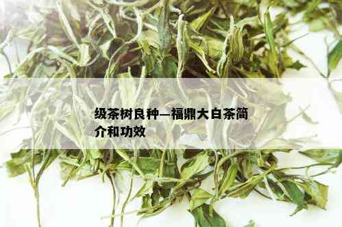 级茶树良种—福鼎大白茶简介和功效