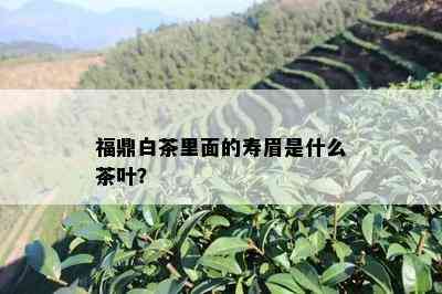 福鼎白茶里面的寿眉是什么茶叶？