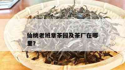 仙桃老班章茶园及茶厂在哪里？