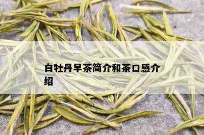 白牡丹早茶简介和茶口感介绍