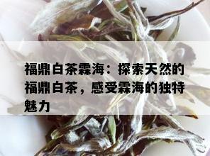 福鼎白茶霖海：探索天然的福鼎白茶，感受霖海的独特魅力