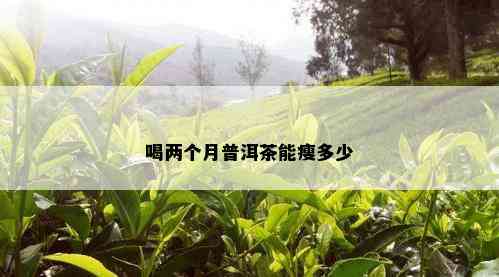 喝两个月普洱茶能瘦多少