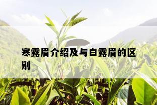 寒露眉介绍及与白露眉的区别