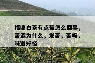 福鼎白茶有点苦怎么回事，苦涩为什么，发苦，苦吗，味道好怪