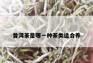 普洱茶是哪一种茶类适合养