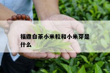 福鼎白茶小米粒和小米芽是什么