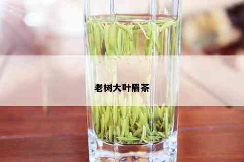 老树大叶眉茶