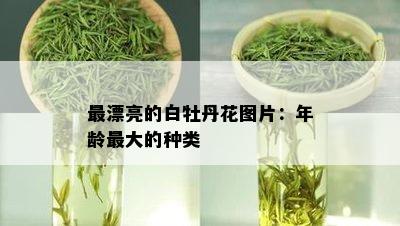 最漂亮的白牡丹花图片：年龄更大的种类