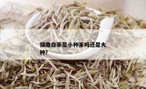 福鼎白茶是小种茶吗还是大种？