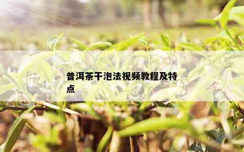 普洱茶干泡法视频教程及特点