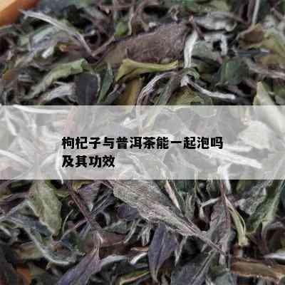 枸杞子与普洱茶能一起泡吗及其功效