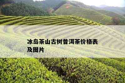 冰岛茶山古树普洱茶价格表及图片