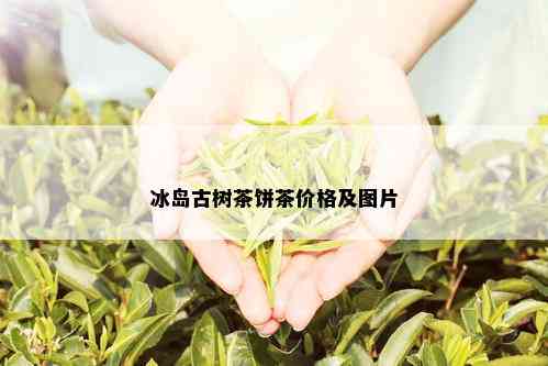 冰岛古树茶饼茶价格及图片